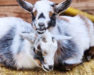 Meet Baby Animals on a Guided Farm Tour