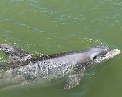 Fort Myers Beach Morning Dolphin Cruise