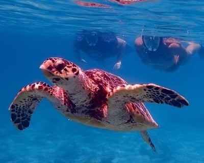 St. Thomas Sea Turtle Jeep Tour