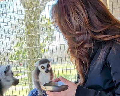 Feed a Lemur at Strafford Zoo