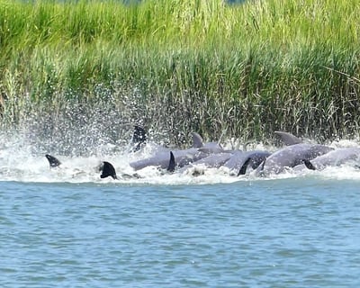 Explore Grenadier Shoals Vanishing Island Private Tour