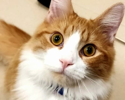 1-Hour Cat Lounge Visit in Fairfax