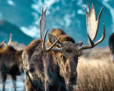 Grand Teton National Park Wildlife Tour