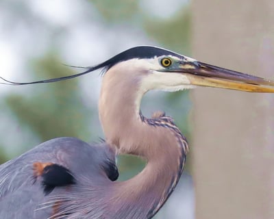 Explore Marsh Ecology & Nature Photography Cruise
