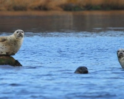 Westerly Fall Harbor Seal Nature Cruise