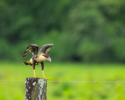 Sunrise Guided Bird Watching Tour in El Guapote