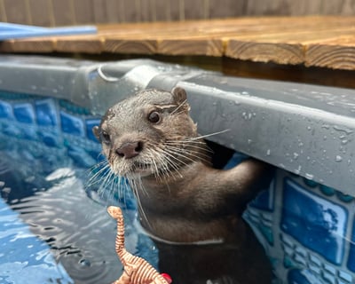 Otter Swim & Wildlife Tour in Ethel