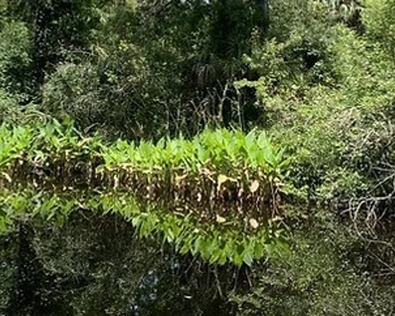 5-Hour Family Jeep Tour of the Everglades