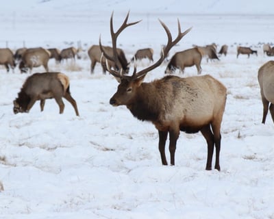 Winter Wildlife, Art & Sleigh Tour in Jackson Hole