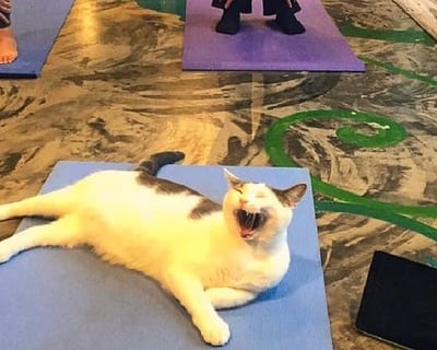 Cat Yoga Class at Seattle Meowtropolitan