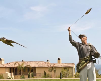 Handle & Fly Raptors with Expert Falconer at Terranea