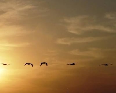 Charleston Harbor Sunset Cruise