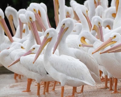 2-Hour Dolphin, Birding & Shelling Tour in Marco Island