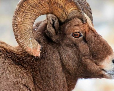 Grand Teton Winter Wildlife Safari