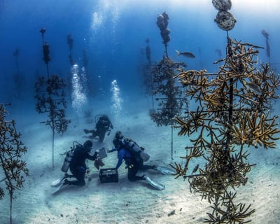 Coral Restoration Dive & Snorkel Program In Key Largo