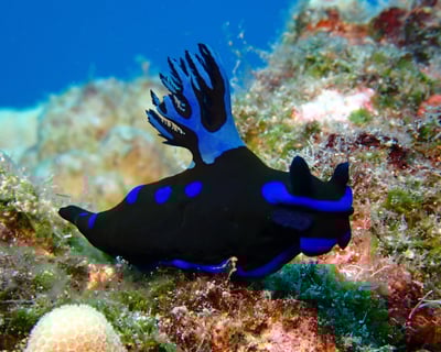 Helldiver and Triple Anchors Certified Diver Trip