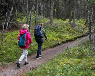Guided Denali Tundra Hike with Valley Views