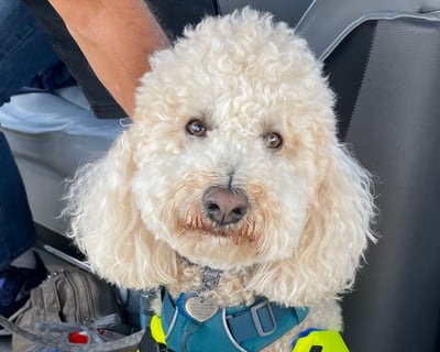 Dog-Friendly 3-Hour Pontoon Charter Homosassa