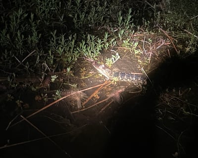 Night Airboat Tour in Kissimmee