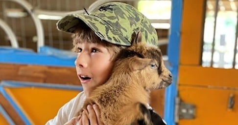 Feed & Pet Baby Goats, Piglets & Mini Animals