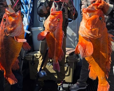 Homer Multi-Species Guided Fishing Charter