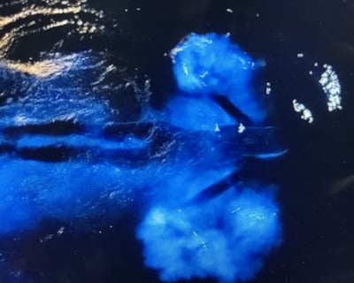 Cocoa Beach Bioluminescence Kayak or Paddleboard Tour