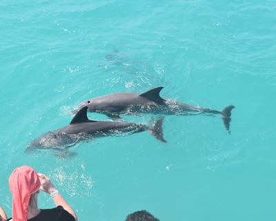Dolphin Watching, Snorkel & Sunset Cruise In Key West