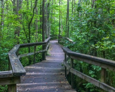 Explore Pocomoke City & Forest Night Ghost Walk