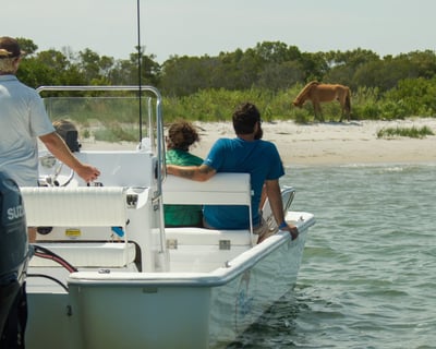 Private Assateague Wild Pony & Wildlife Cruise