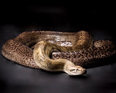 Giant Snake Encounter in Kearns