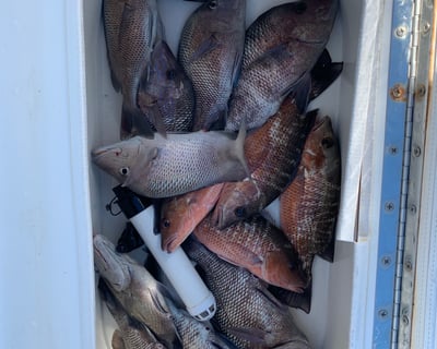 6-Hour Inshore Fishing Charter in St. Petersburg