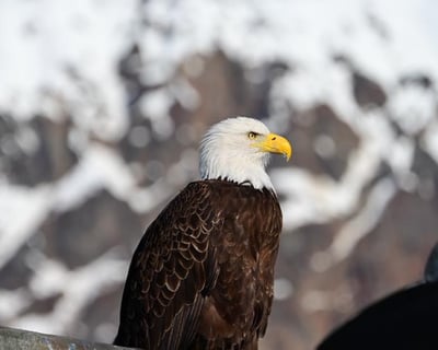 6-Hour Private Boat Tour in Seward