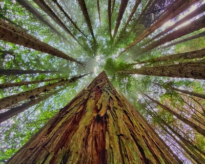 Maui Redwood Experience