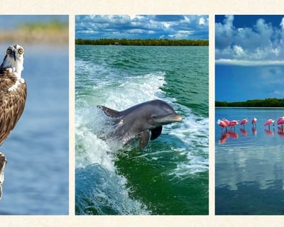10,000 Islands Dolphin Eco Cruise From Goodland