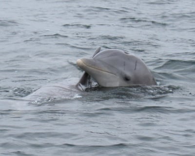 Private Forgotten Coast Boat Tour with Dolphins