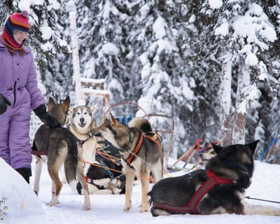 Fairbanks Family Dog Sledding & Kennel Tour