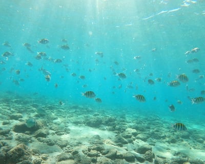 Snorkel Peanut Island by Kayak or Paddleboard