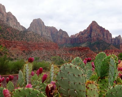 Full-Day Guided Hike in Zion National Park