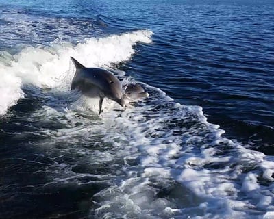 Orange Beach Dolphin & Island Cruise