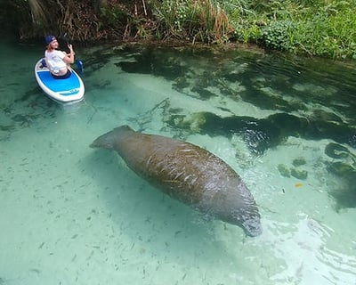 4-Hour Miami Mangrove SUP & Kayak Guided Tour