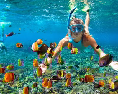 Kealakekua Bay Ocean Safari Snorkel with Dolphin and Whale Watch