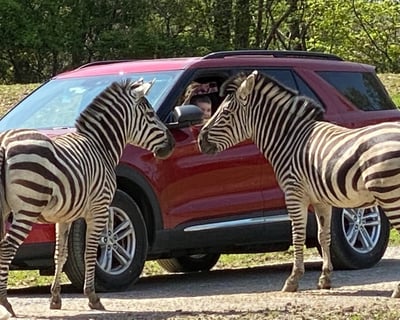 Self-Drive Animal Tour & Petting Zoo in Varysburg