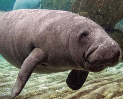 Indian River Lagoon Manatee & Dolphin Guided Tour