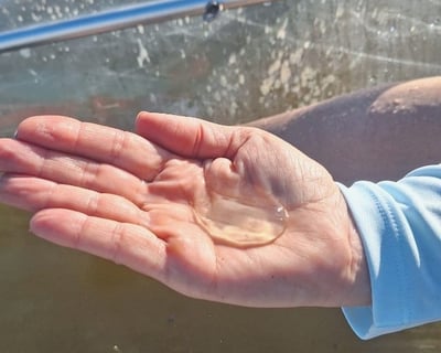 Bioluminescent Comb Jelly Glow Kayak Tour