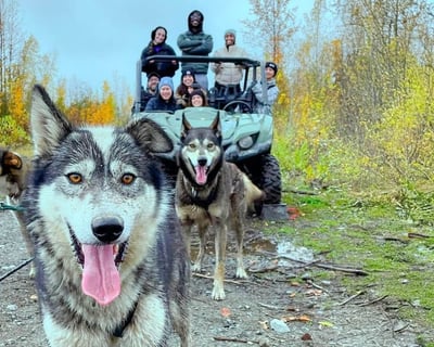 Ride a 2-Hour Fall Dog Sled Tour in Willow
