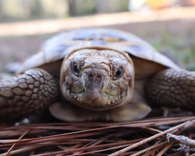 Explore Chehaw Zoo & Park in Albany