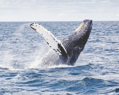 Private Whale Watching Cruise in Kawaihae