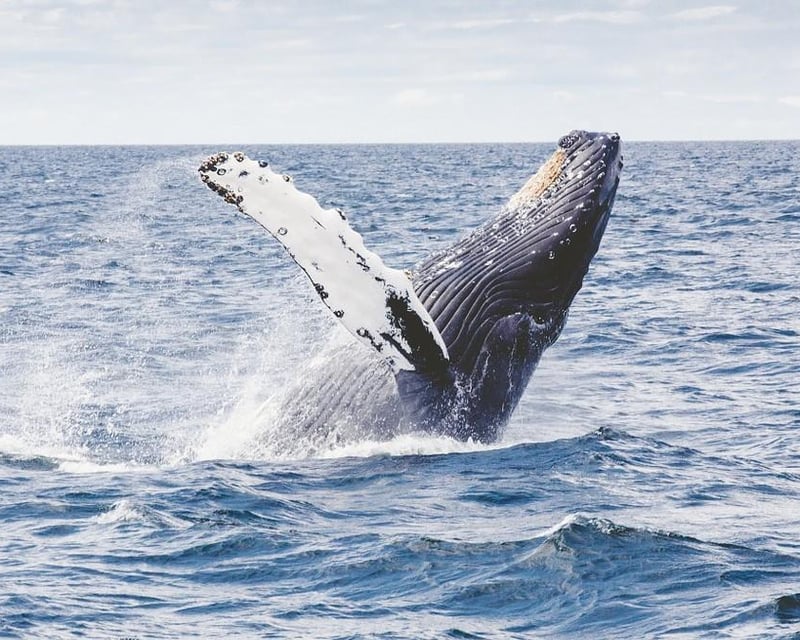 Private Whale Watching Cruise in Kawaihae