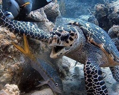 Scuba Tune-Up Dive in St. Thomas