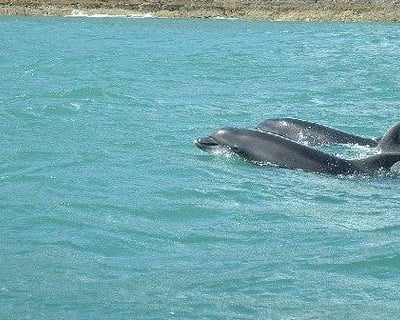 Destin Dolphin Snorkel Cruise